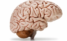 Beyincik Özellikleri ve Faydaları Nelerdir?