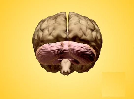 Bebeklerde Beyincik Gelişmemesi